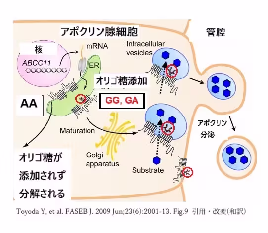 わきが遺伝子　変異によるアポクリン汗腺の機能の違いのシェーマ